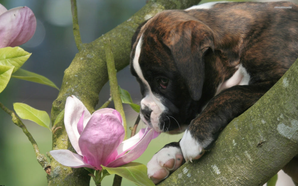 boxer (11)