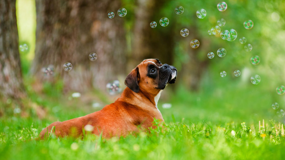 boxer (12)