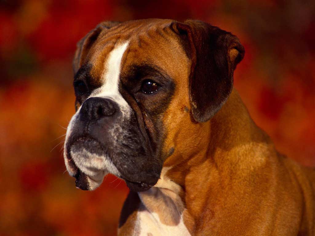 boxer (13)