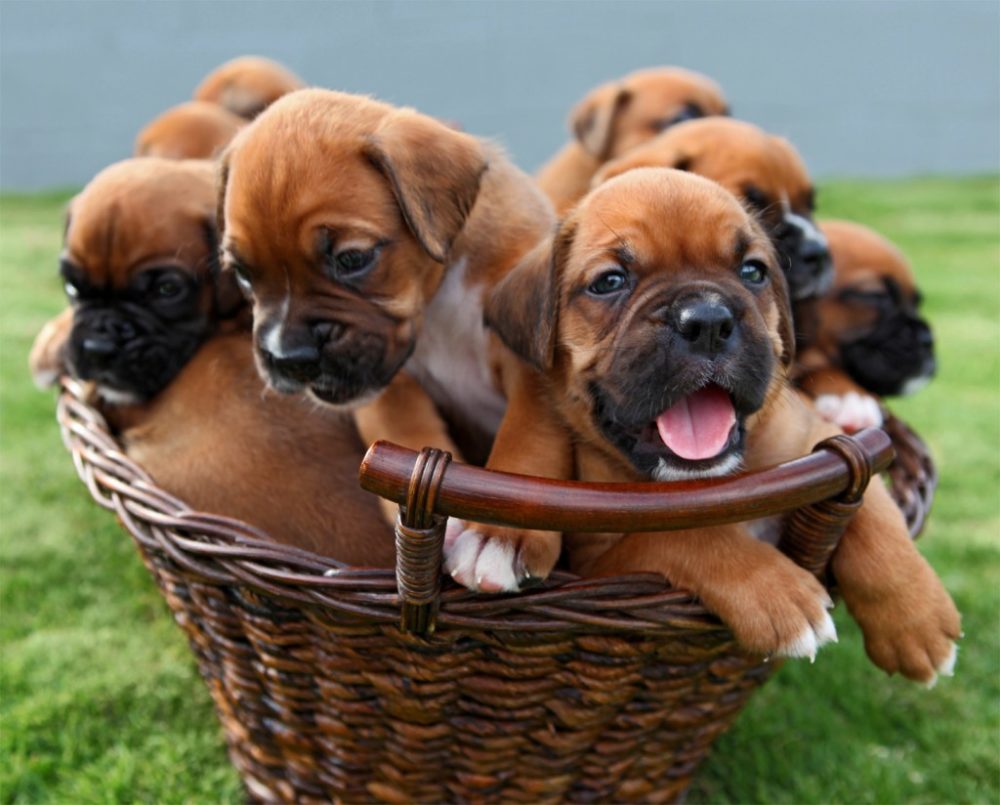 boxer (14)