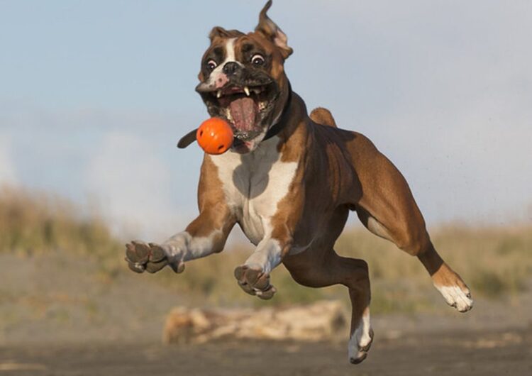 boxer (15)