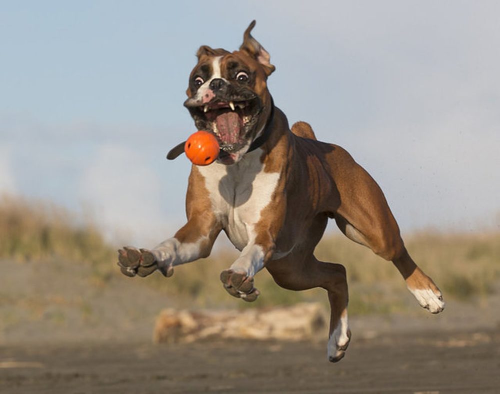 boxer (15)