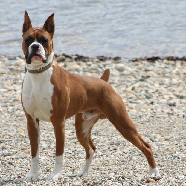boxer (2)