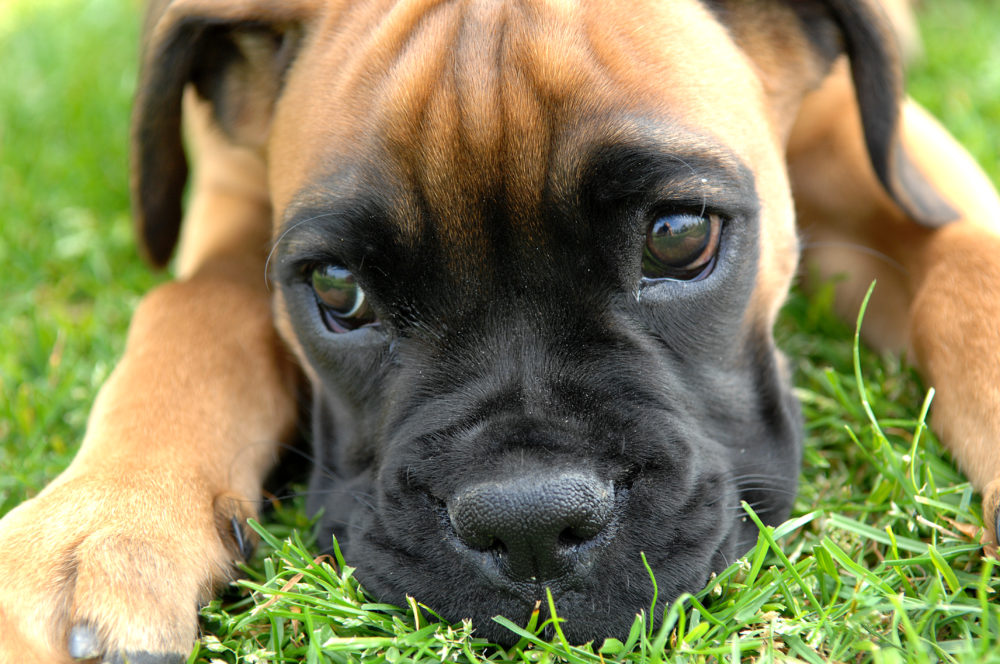 boxer (4)
