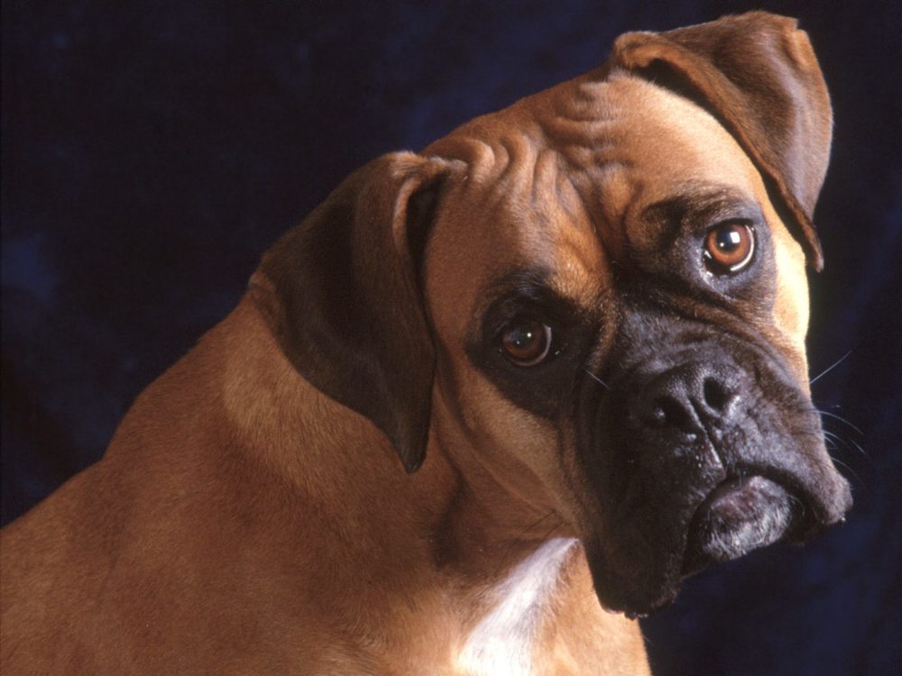 boxer (7)