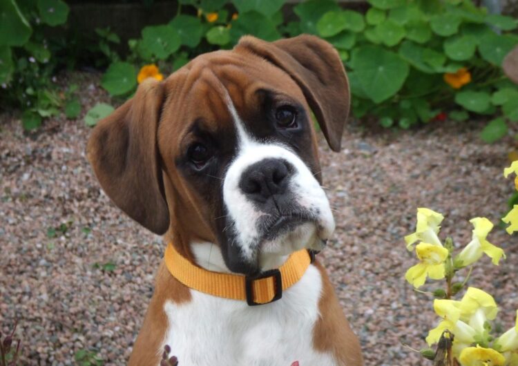 boxer (8)