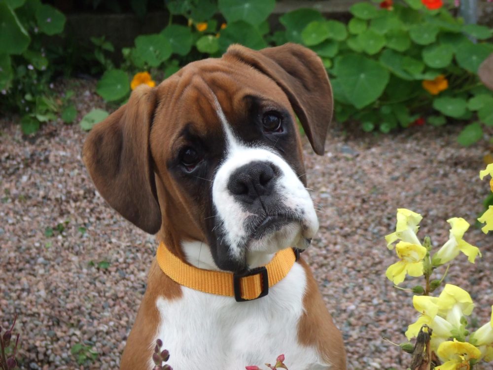 boxer (8)