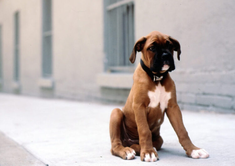 boxer (9)