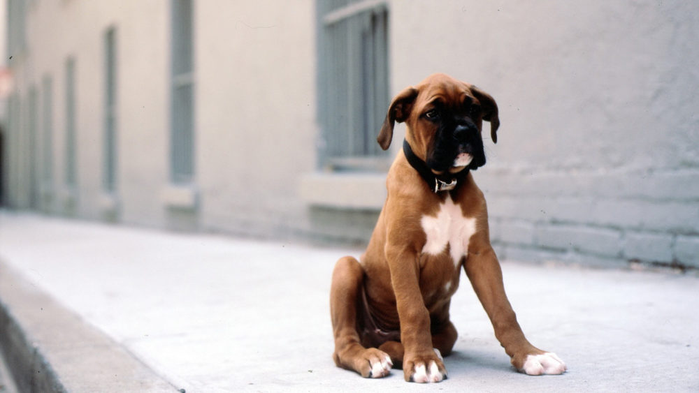 boxer (9)