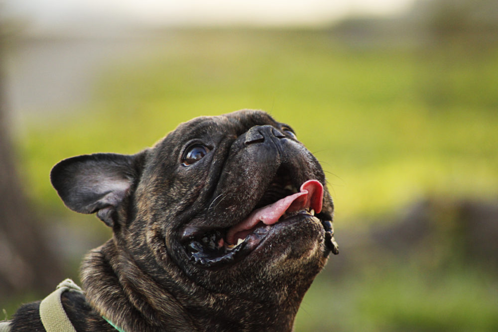buldogue-frances (1)