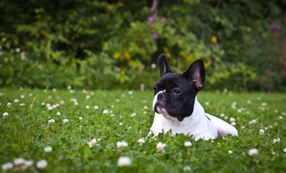 buldogue-frances (10)