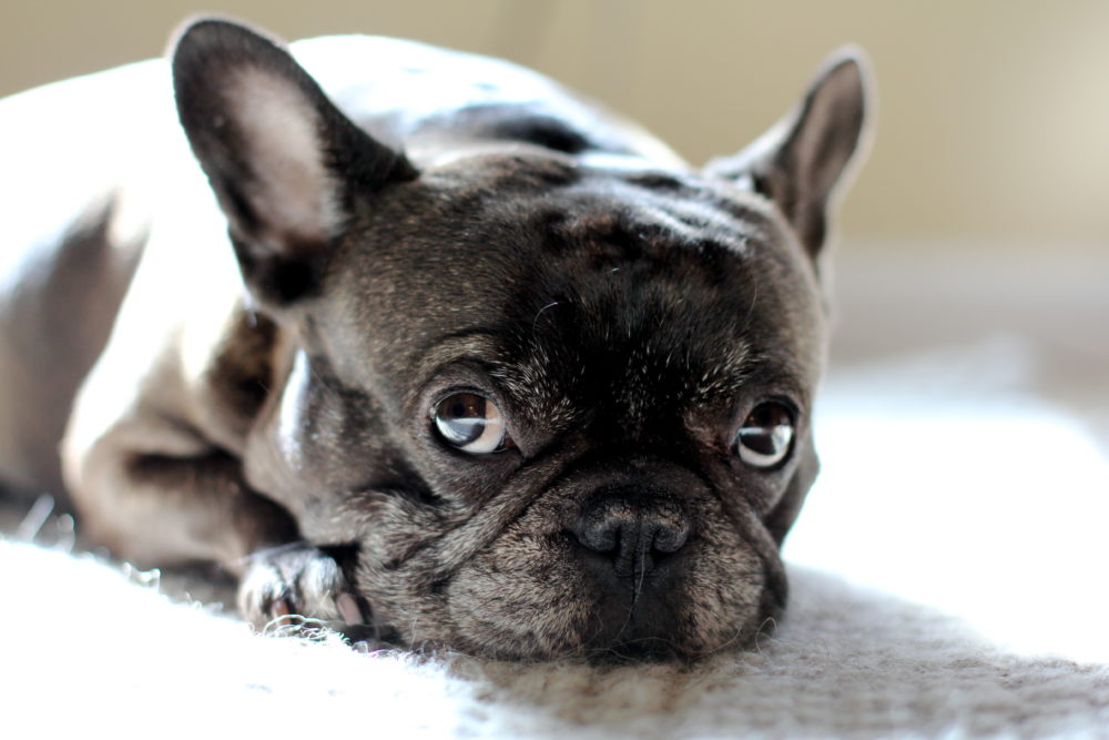 buldogue-frances (16)
