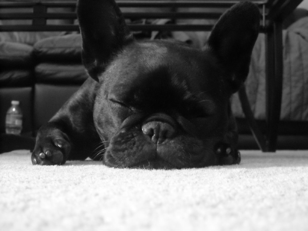 buldogue-frances (2)