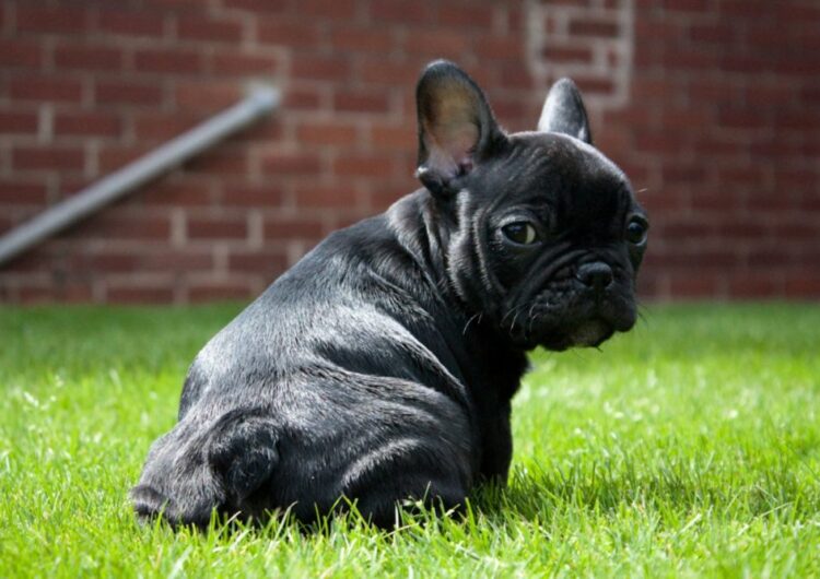 buldogue-frances (3)