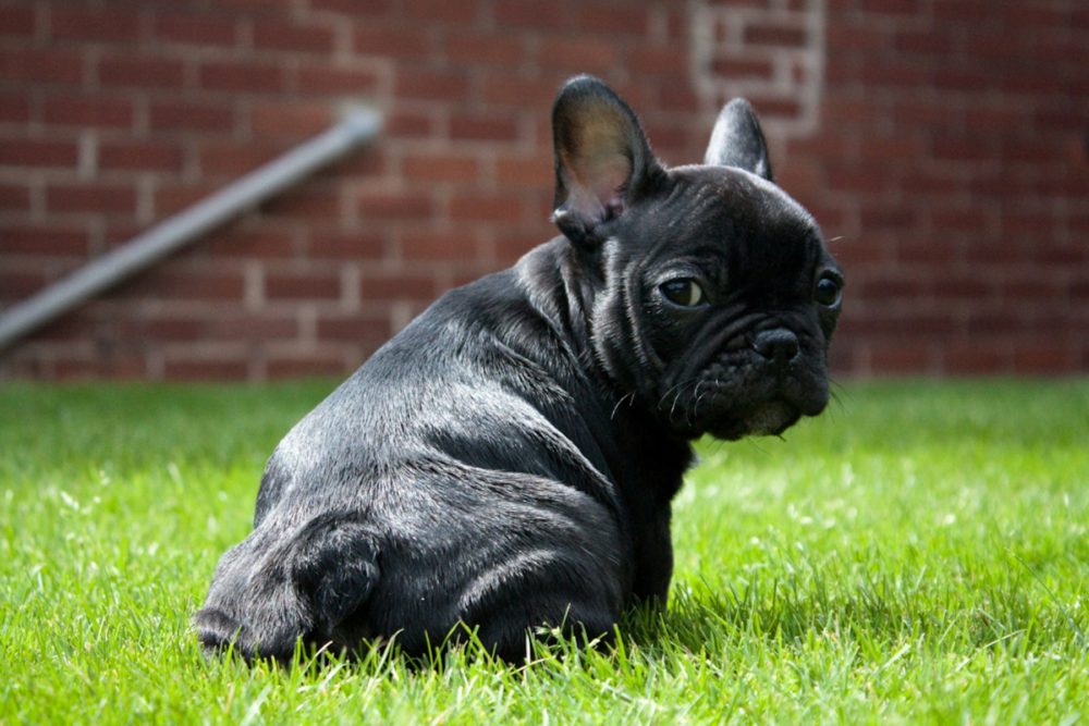 buldogue-frances (3)