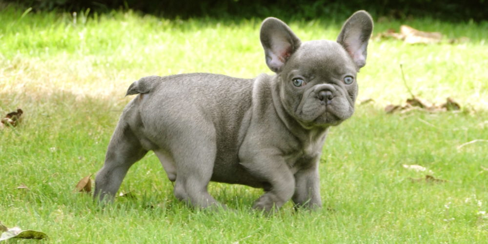 buldogue-frances (4)