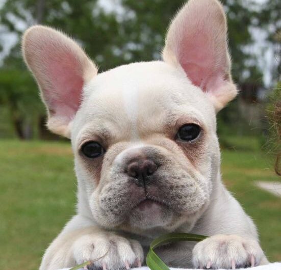 buldogue-frances (5)