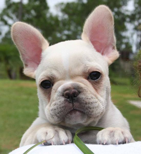 buldogue-frances (5)