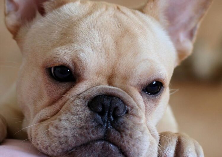 buldogue-frances (6)