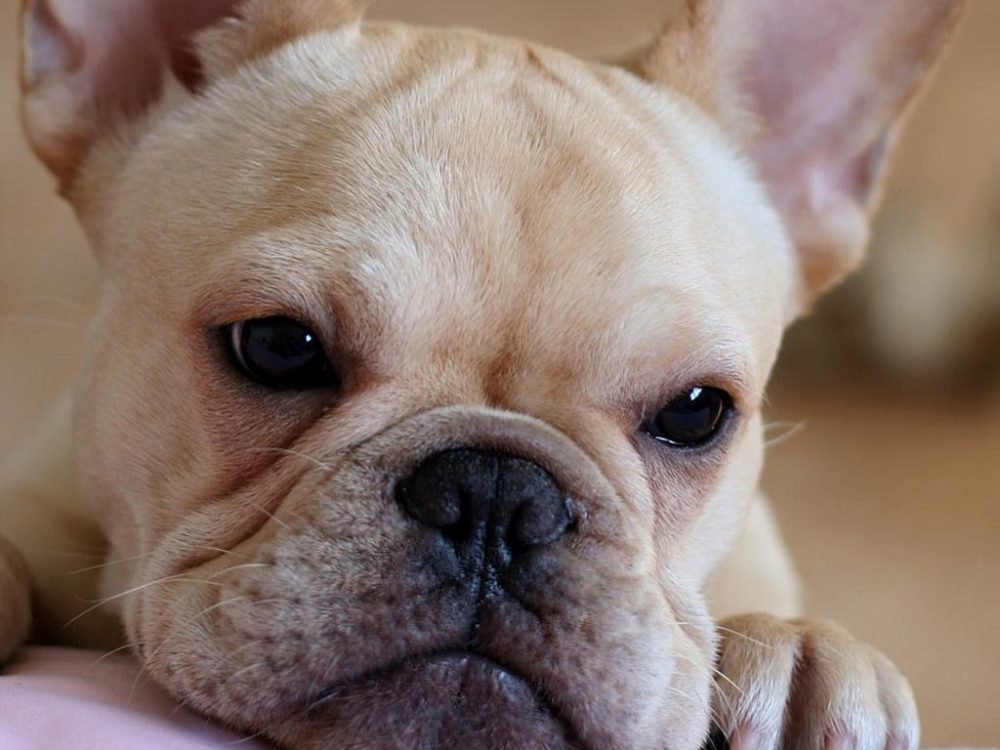 buldogue-frances (6)