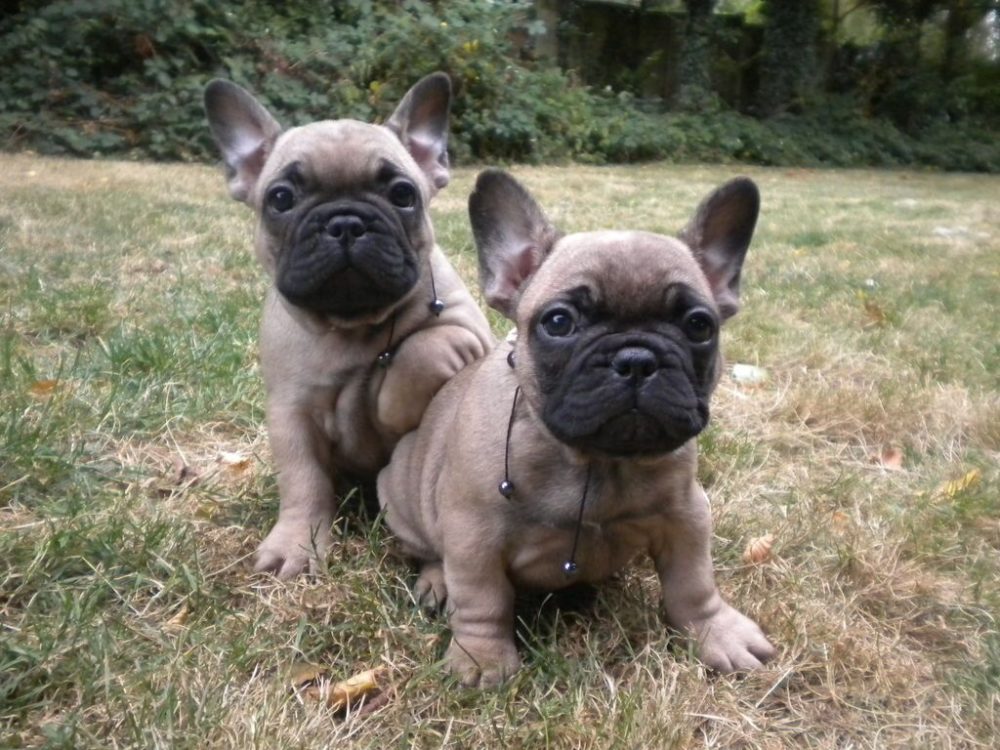 buldogue-frances (7)