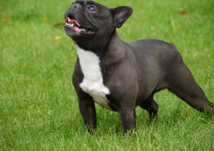 buldogue-frances (8)