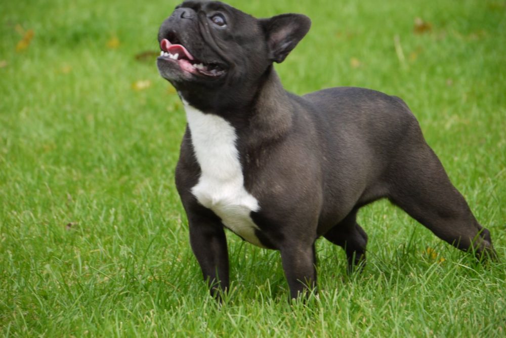 buldogue-frances (8)