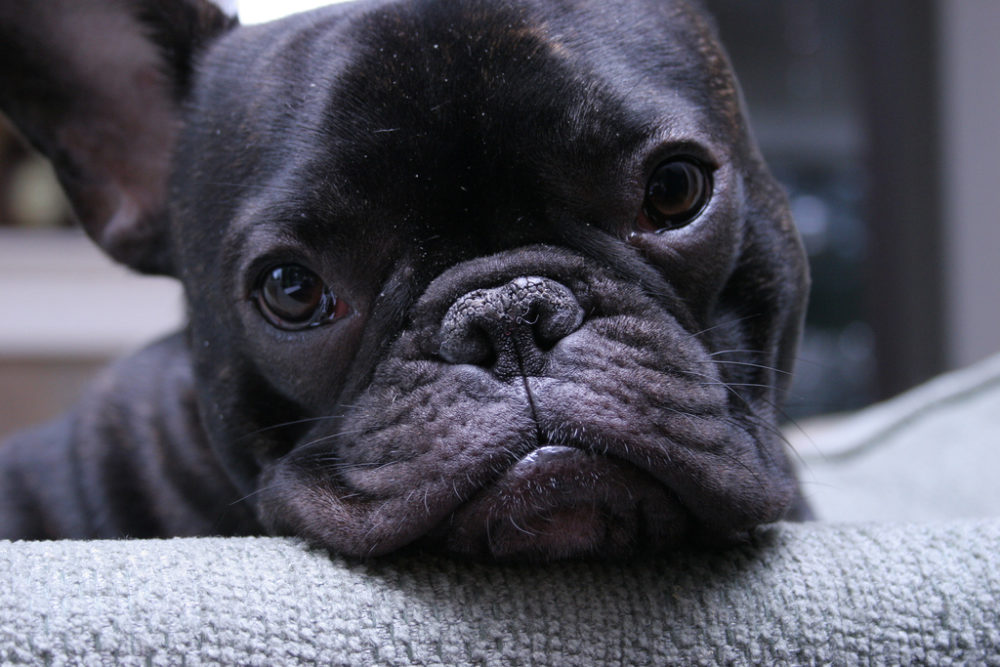 buldogue-frances (9)