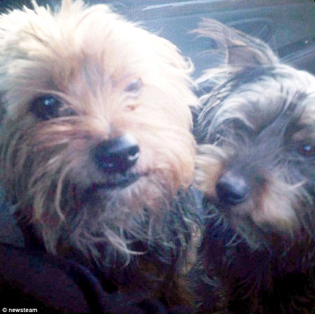 Cachorro roubado é encontrado a quase 200 km de casa 3 Alfie e Lillie juntos, antes do roubo.. (Foto: Reprodução / Daily Mail UK)