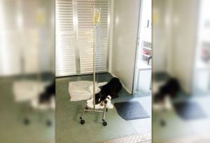 Momento que cachorro recebe tratamento em UPA. Foto: Arquivo pessoal