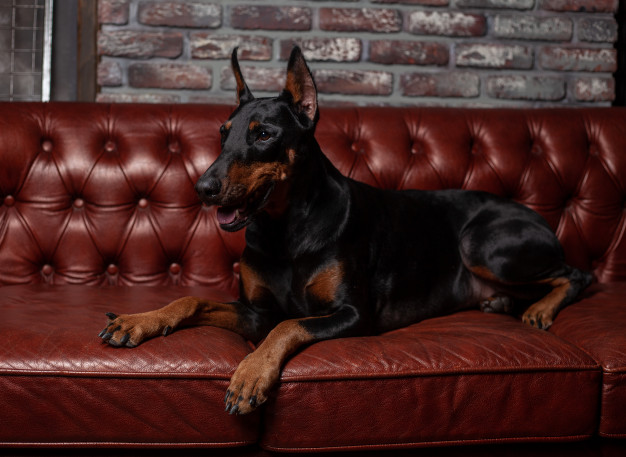 Piores raças para pessoas alergicas: Confira 5! 2 doberman-pinscher-no-sofa
