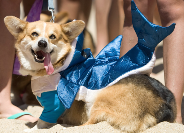 Evento reúne mais de 600 cães da raça corgi em uma praia da Califórnia 6 encontro-corgis-03