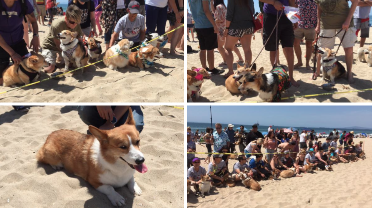 Evento reúne mais de 600 cães da raça corgi em uma praia da Califórnia 1 Muita fofura no mesmo lugar.