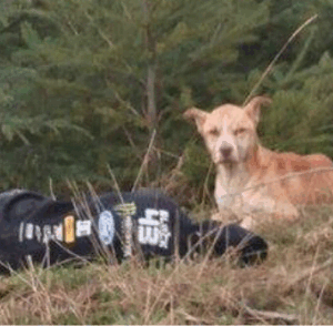 Mulher se finge de morta para conquistar a confiança de cão assustado