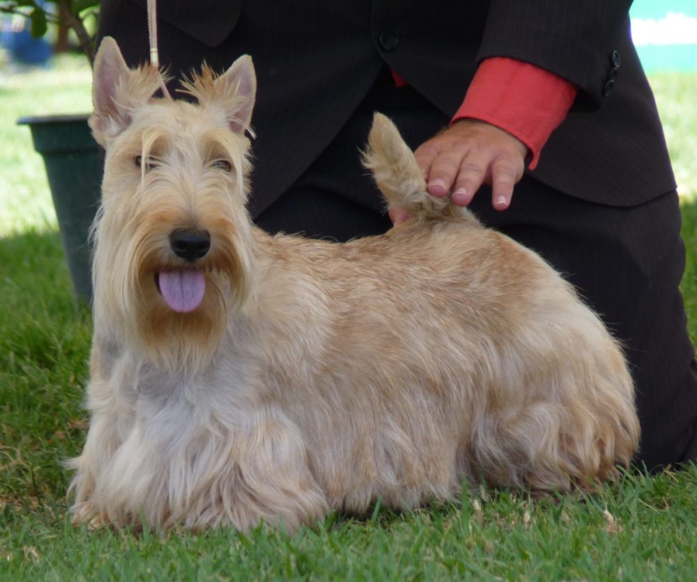terrier-escoces (1)