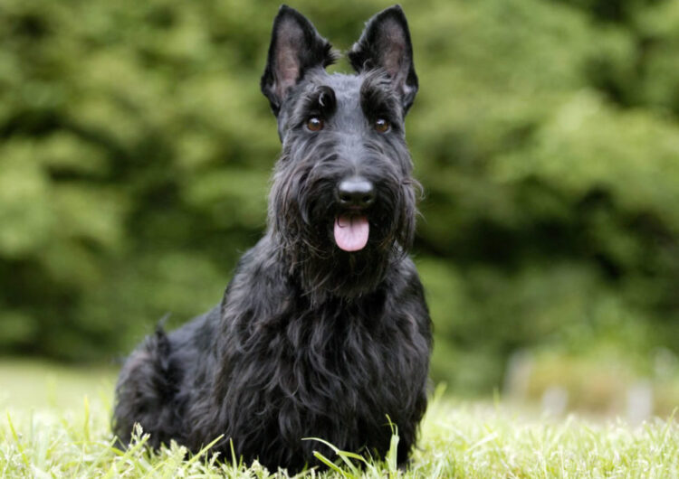 terrier-escoces (10)