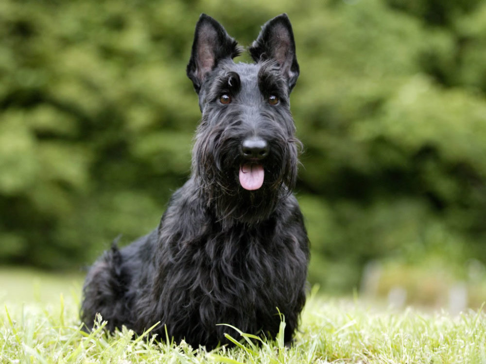terrier-escoces (10)