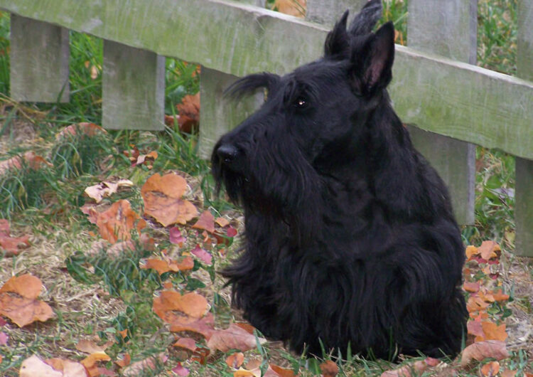 terrier-escoces (11)