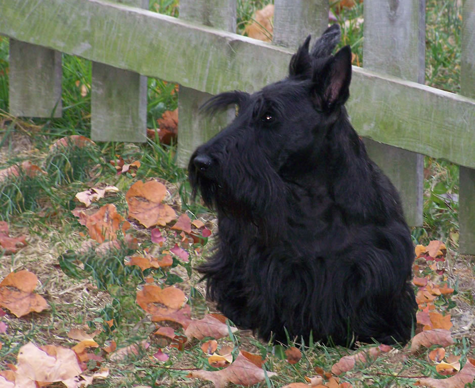 terrier-escoces (11)
