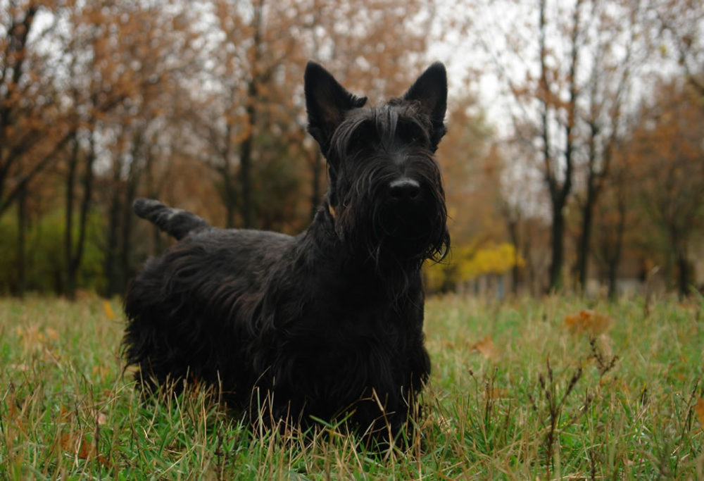terrier-escoces (12)
