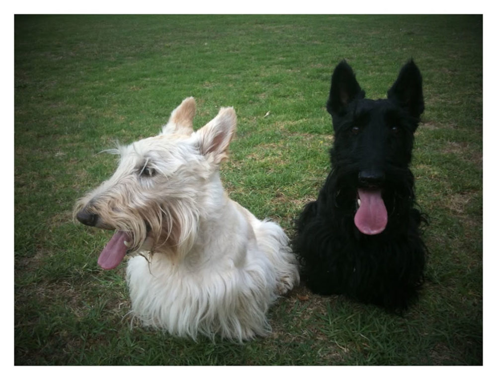 terrier-escoces (13)