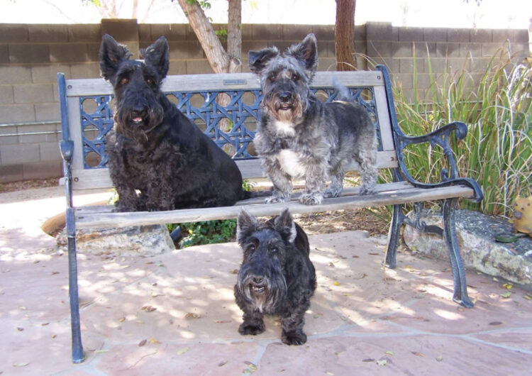 terrier-escoces (14)