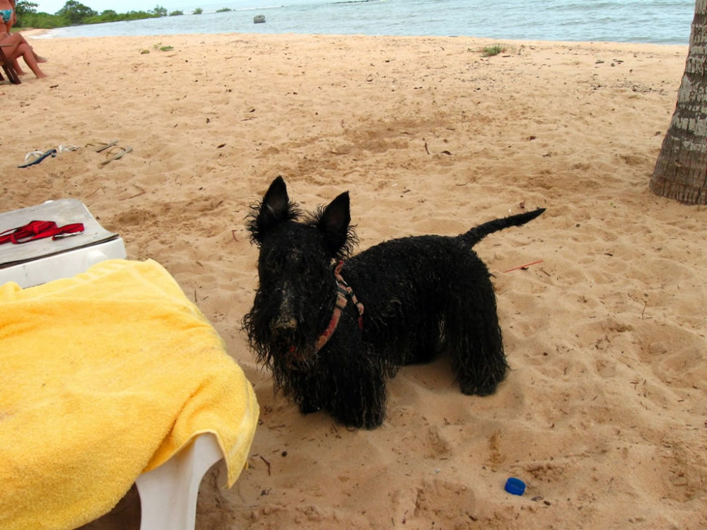 terrier-escoces (15)