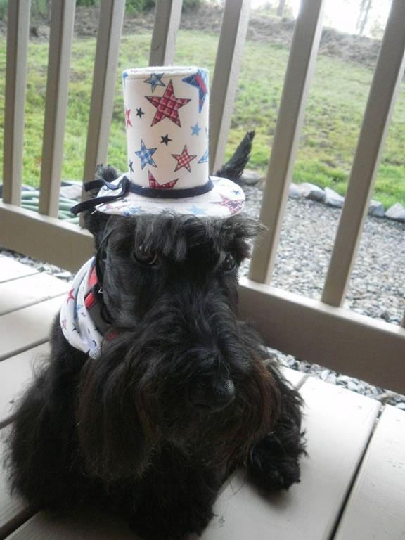 terrier-escoces (16)