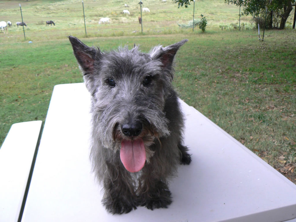terrier-escoces (17)