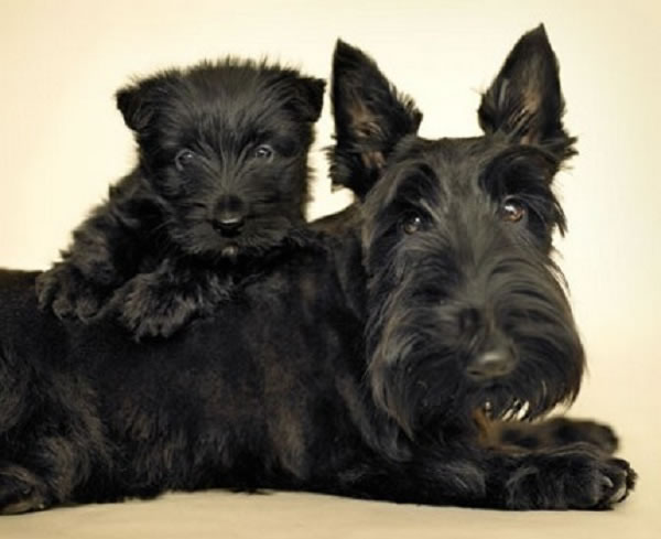 terrier-escoces (18)