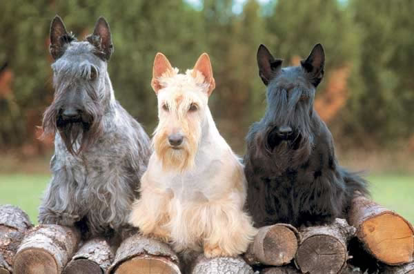 terrier-escoces (19)