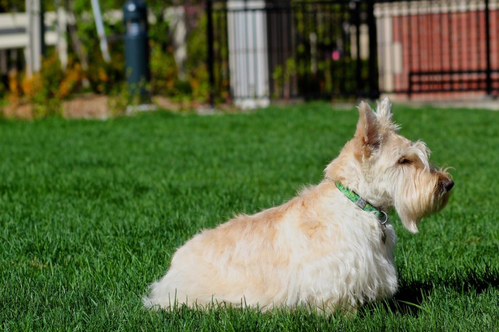 terrier-escoces (2)