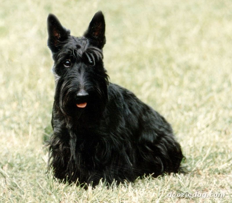 terrier-escoces (20)