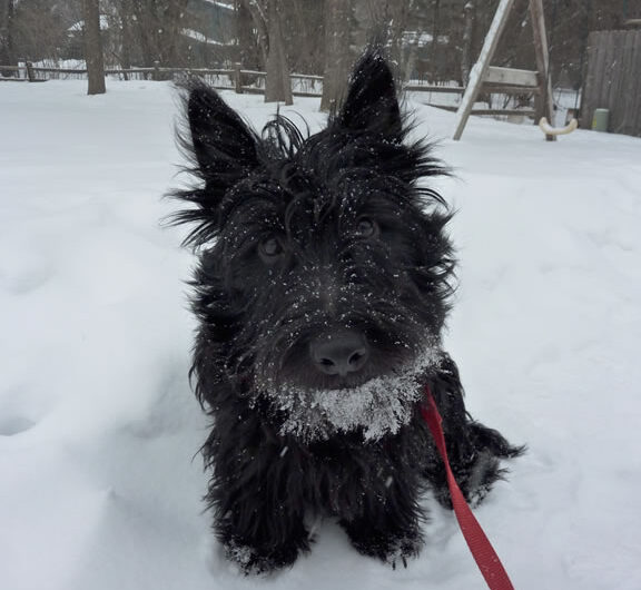 terrier-escoces (21)